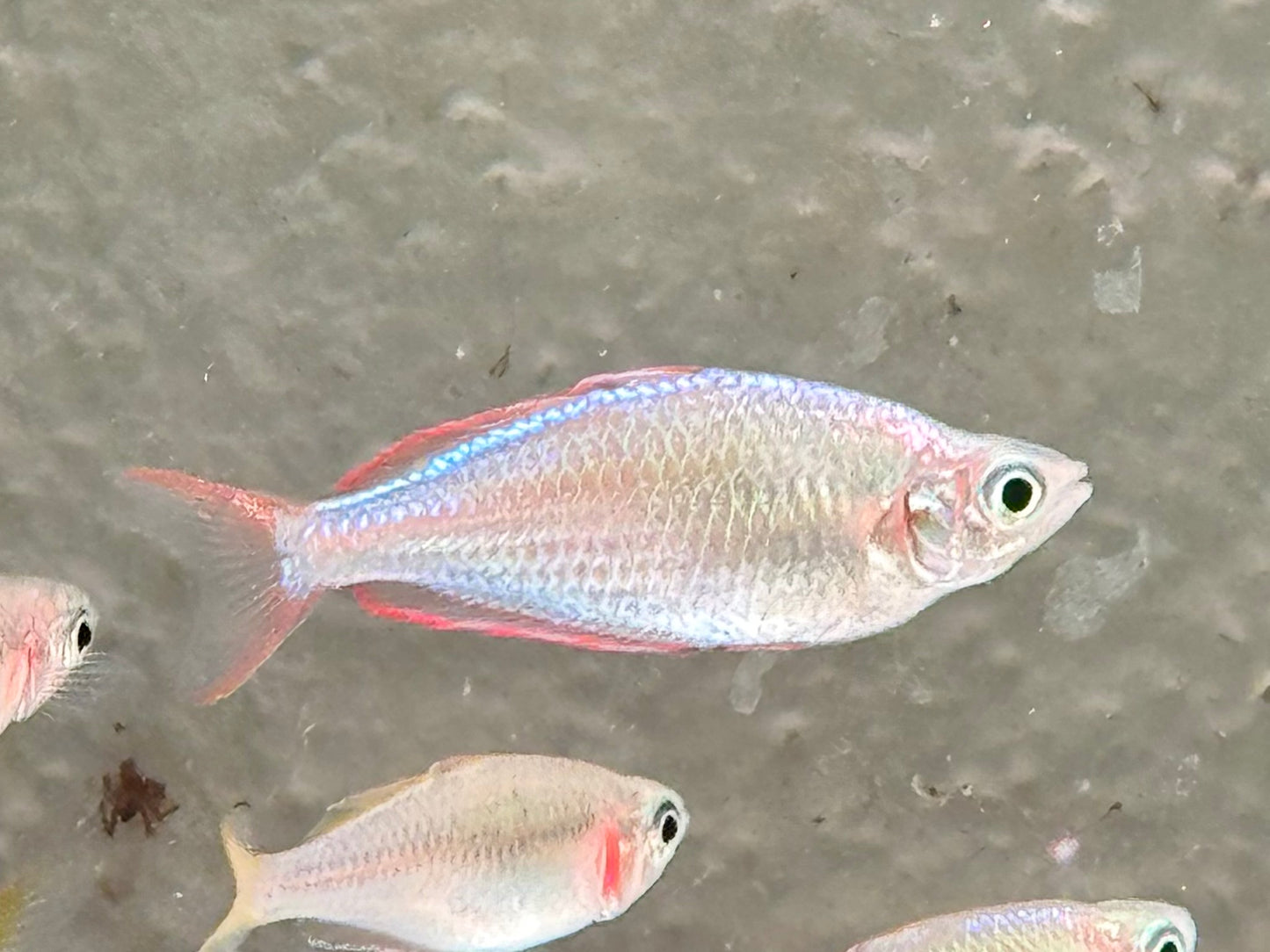 Diamantregenbogenfisch Melanotaenia praecox