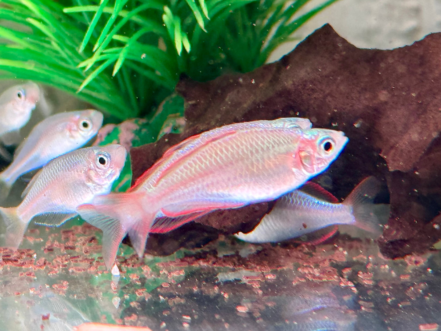 Diamantregenbogenfisch Melanotaenia praecox