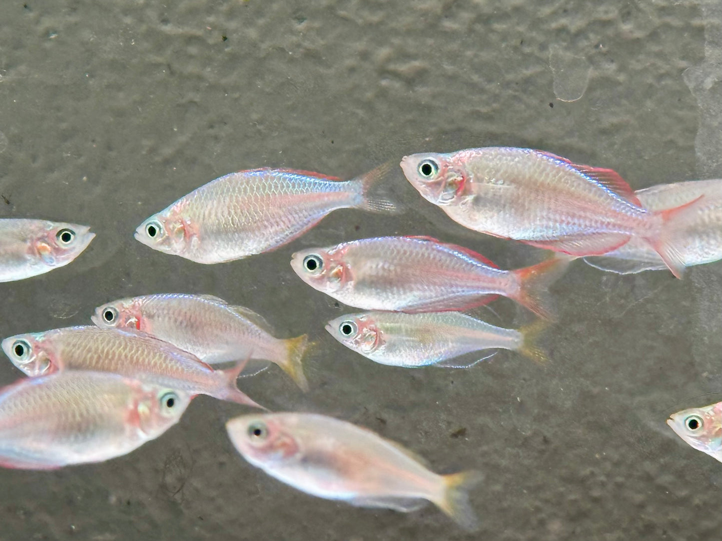 Diamantregenbogenfisch Melanotaenia praecox
