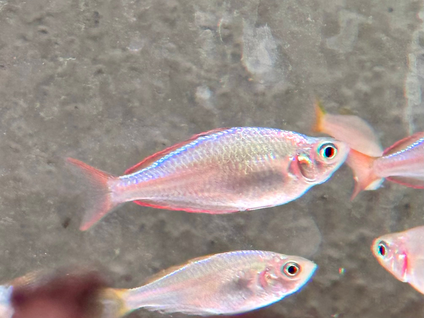 Diamantregenbogenfisch Melanotaenia praecox