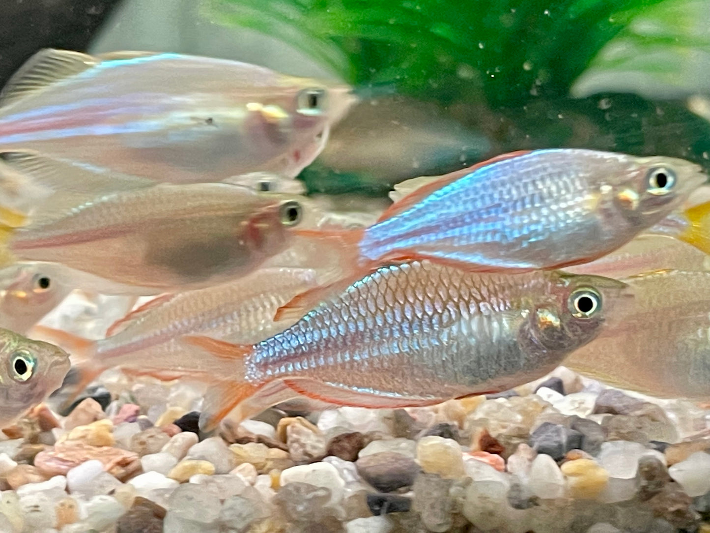 Diamantregenbogenfisch Melanotaenia praecox