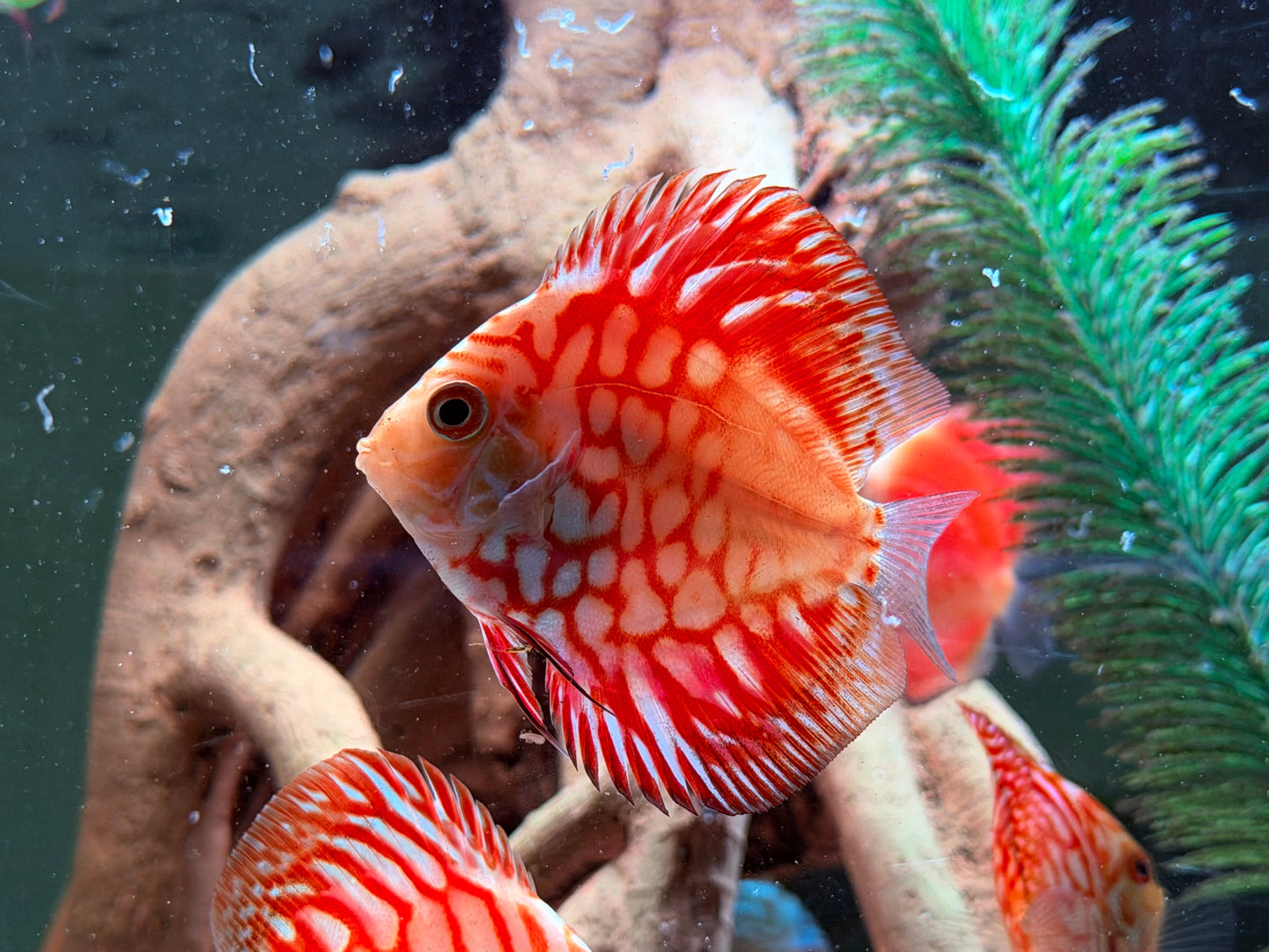 Diskus Pigeon Blood Symphysodon aequifasciatus Nachzuchten 6-8 cm