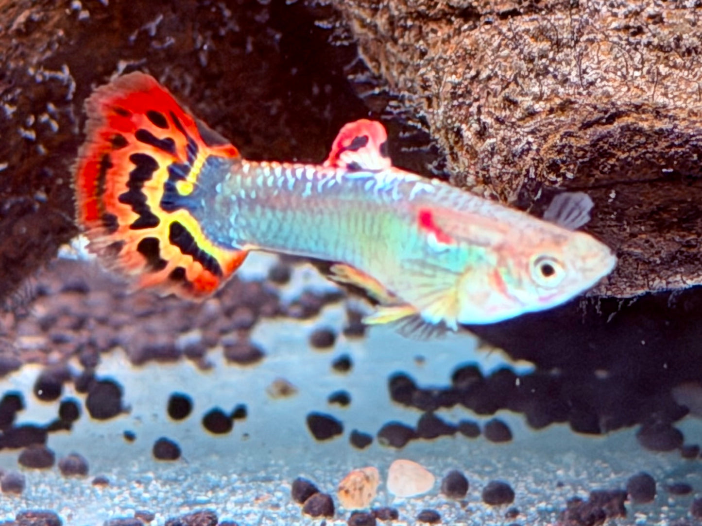 Dragon Guppy Poecilia reticulata Männchen