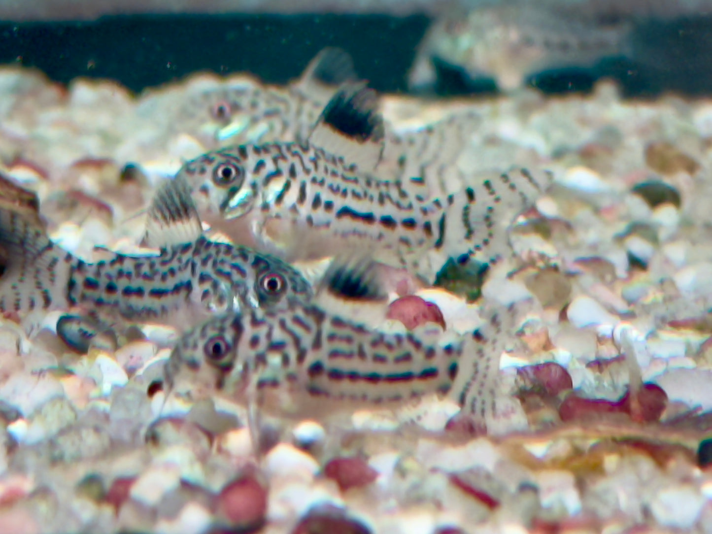 Dreibinden Panzerwels Corydoras Hoplisoma trilineatum