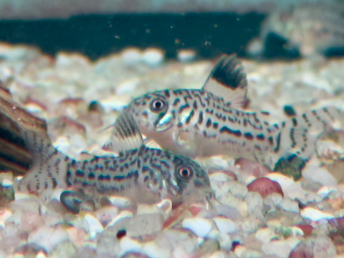 Dreibinden Panzerwels Corydoras Hoplisoma trilineatum