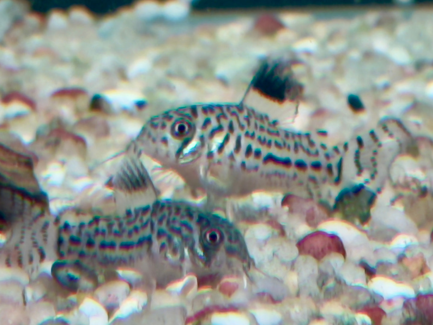 Dreibinden Panzerwels Corydoras Hoplisoma trilineatum