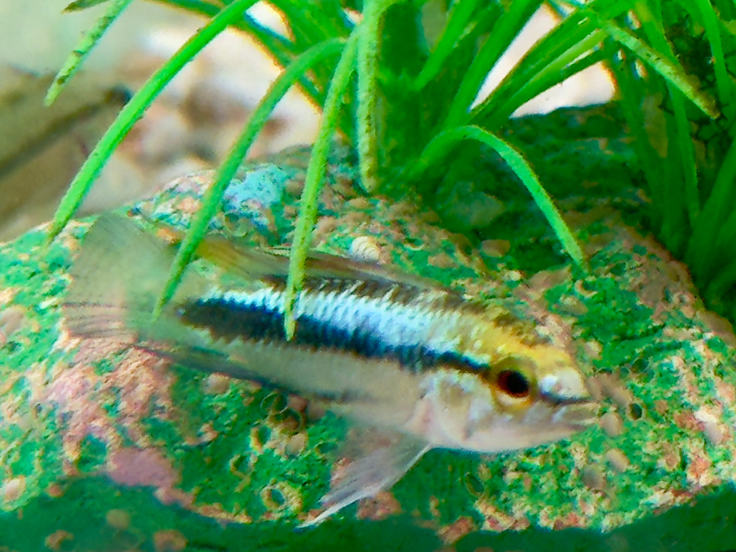 Dreistreifen Zwergbuntbarsch Apistogramma trifasciata