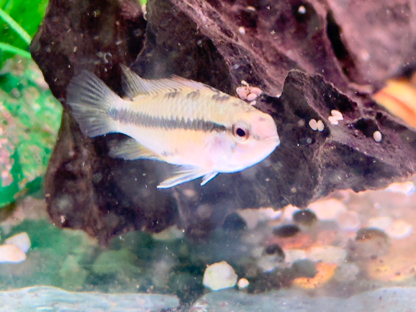 Dreistreifen Zwergbuntbarsch Apistogramma trifasciata