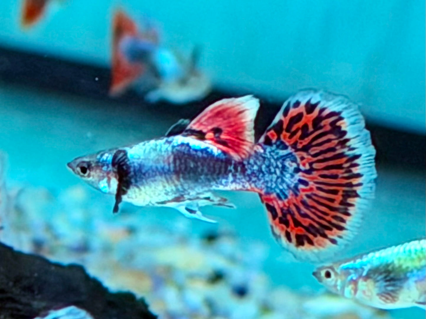 Dumbo Mosaik Guppy Poecilia reticulata Männchen
