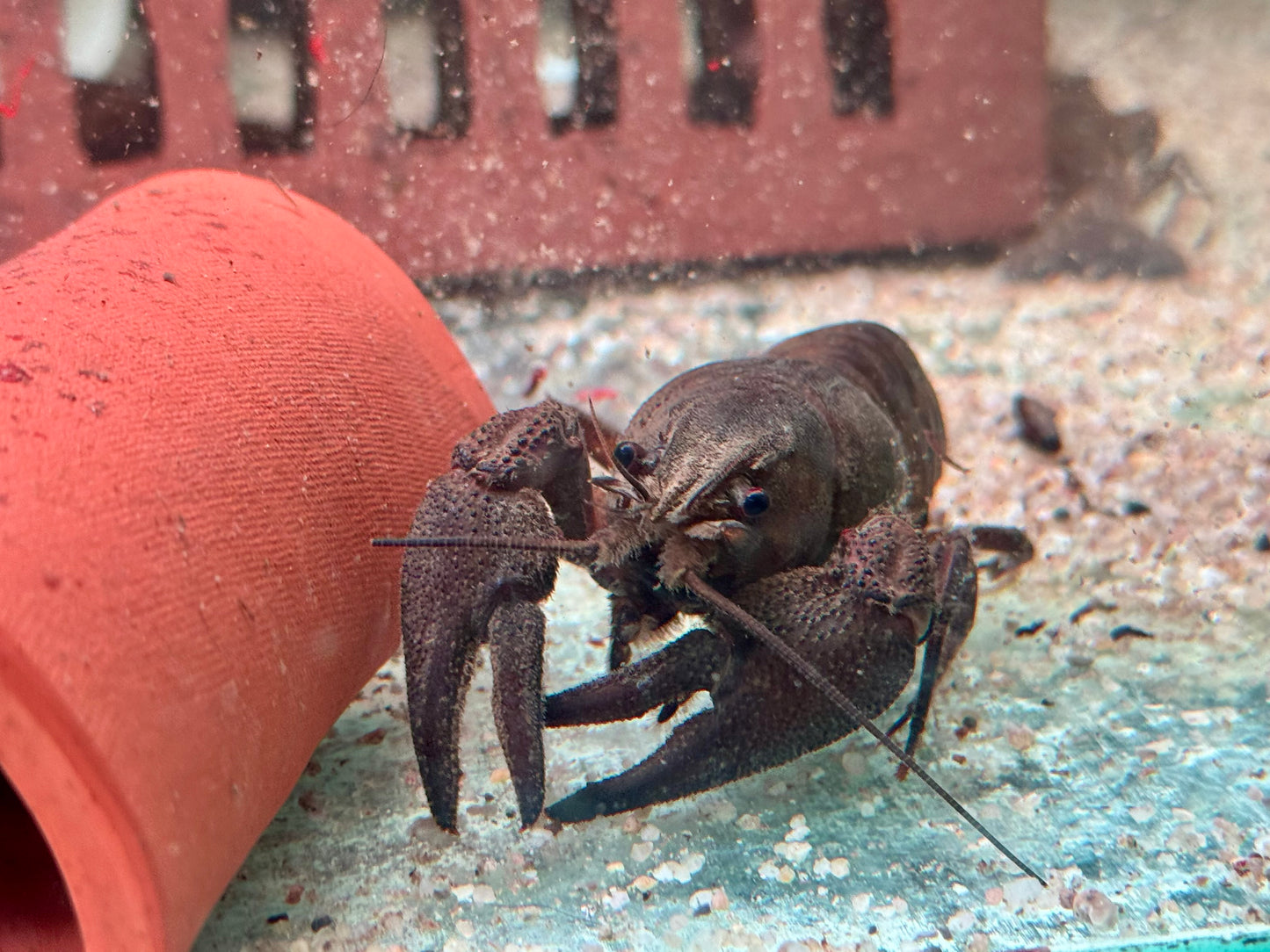 Edelkrebs Flusskrebse Astacus astacus XL ca. 10 cm