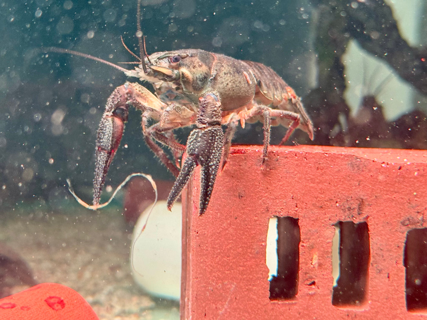 Edelkrebs Flusskrebse Astacus astacus XL ca. 10 cm