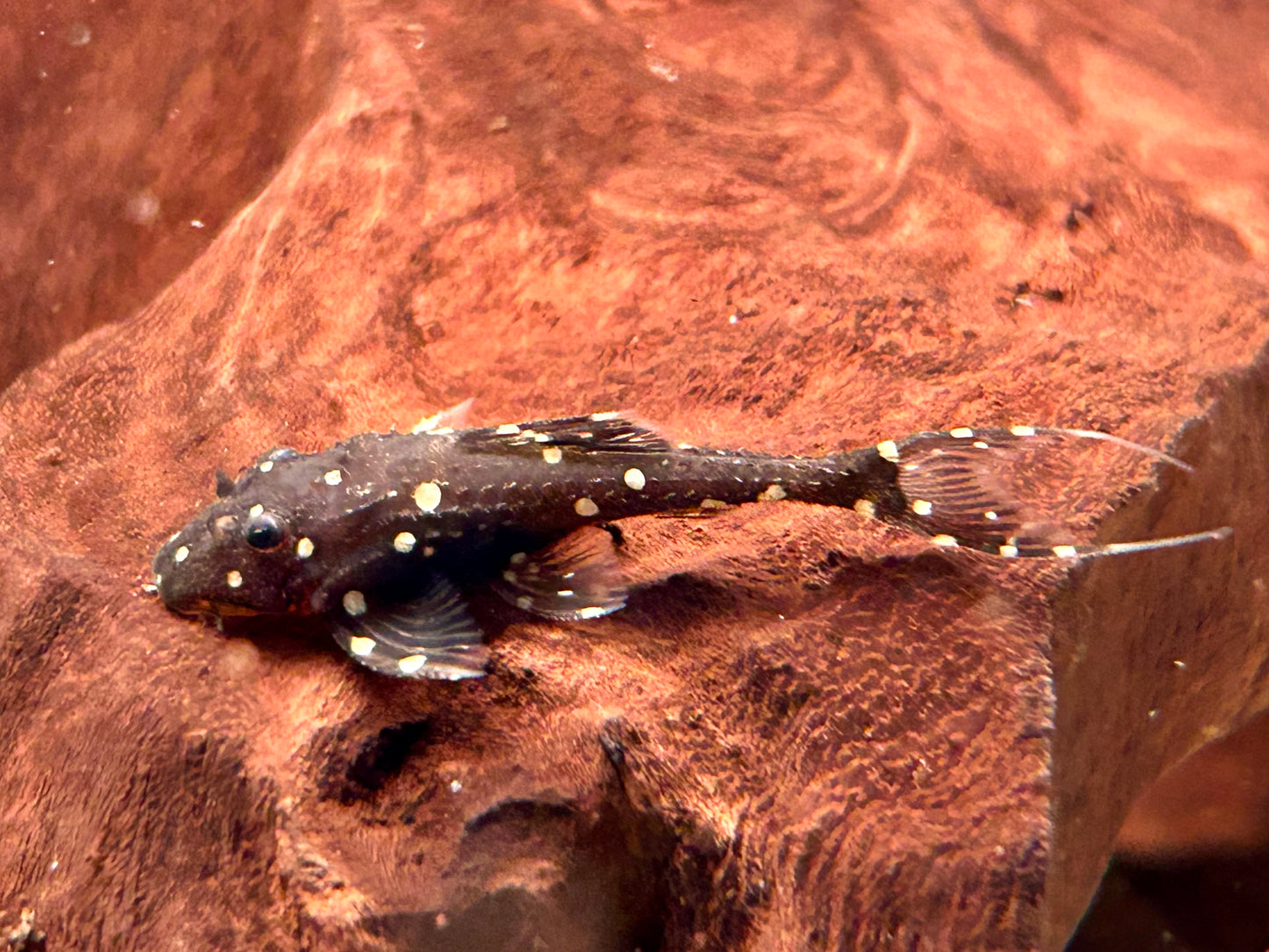 Elfenwels Acanthicus adonis
