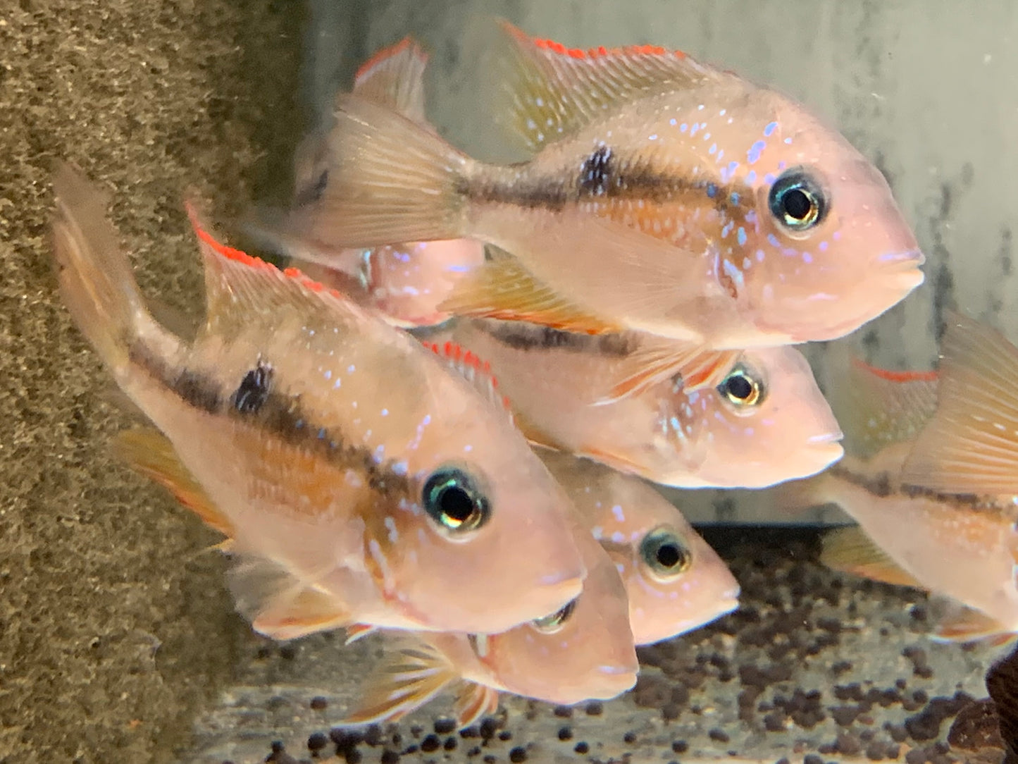 Elliots Buntbarsch Thorichthys ellioti