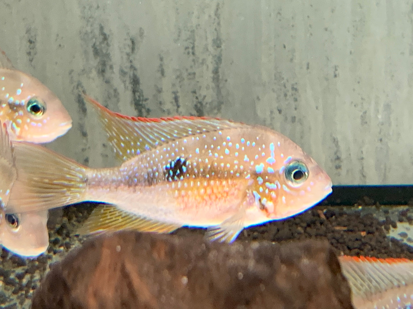 Elliots Buntbarsch Thorichthys ellioti