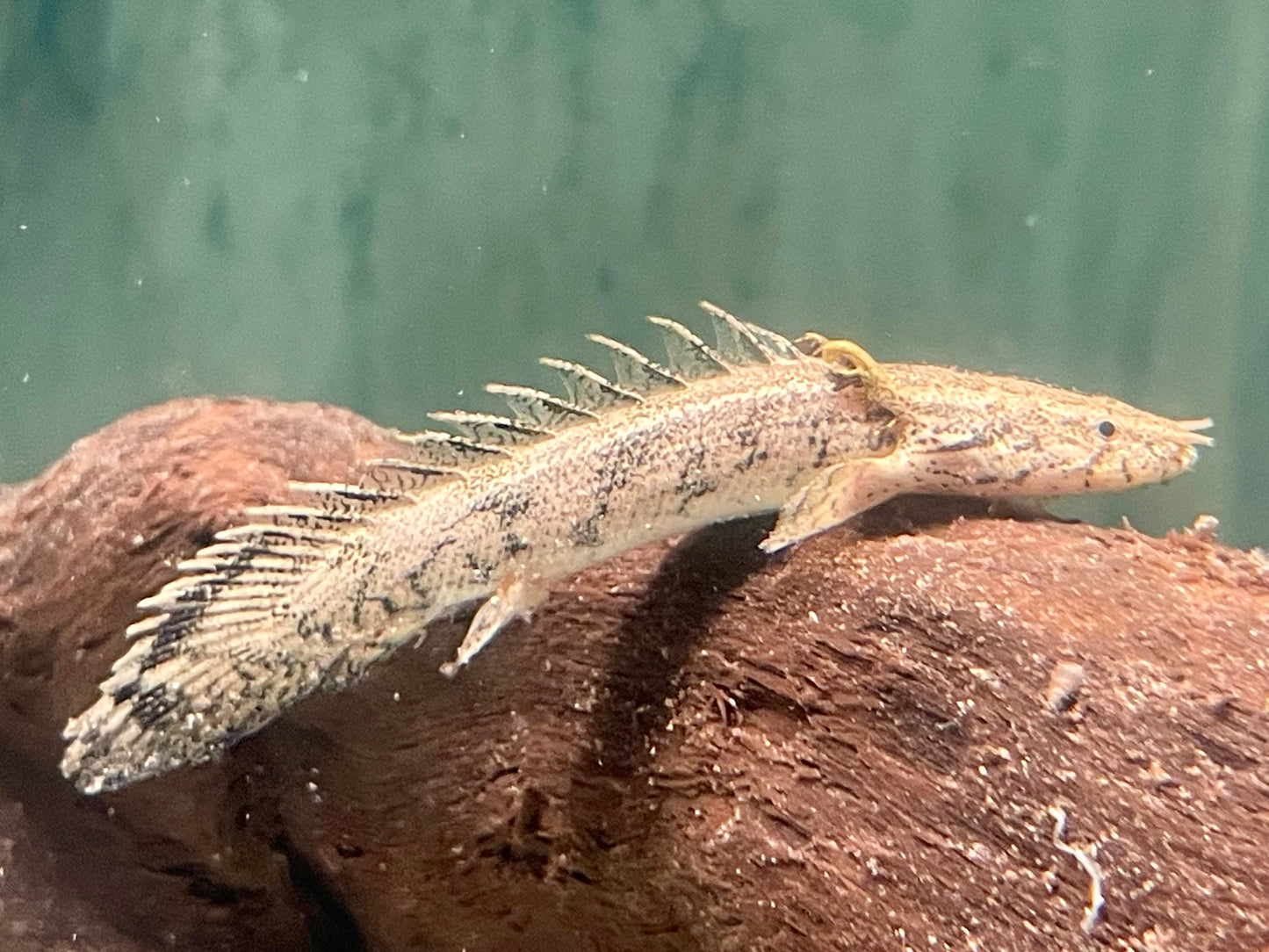 Endlichers Flösselhecht Polypterus endlicheri 8-9cm