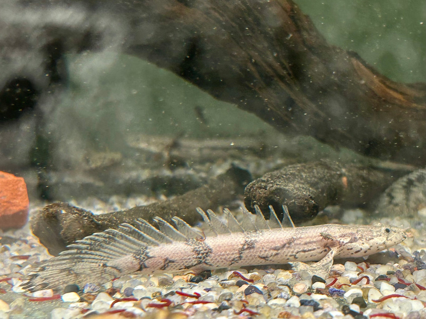 Endlichers Flösselhecht Polypterus endlicheri 8-9cm