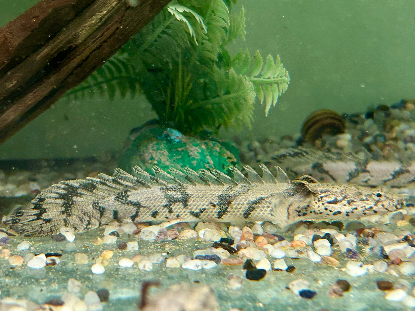 Endlichers Flösselhecht Polypterus endlicheri 8-9cm