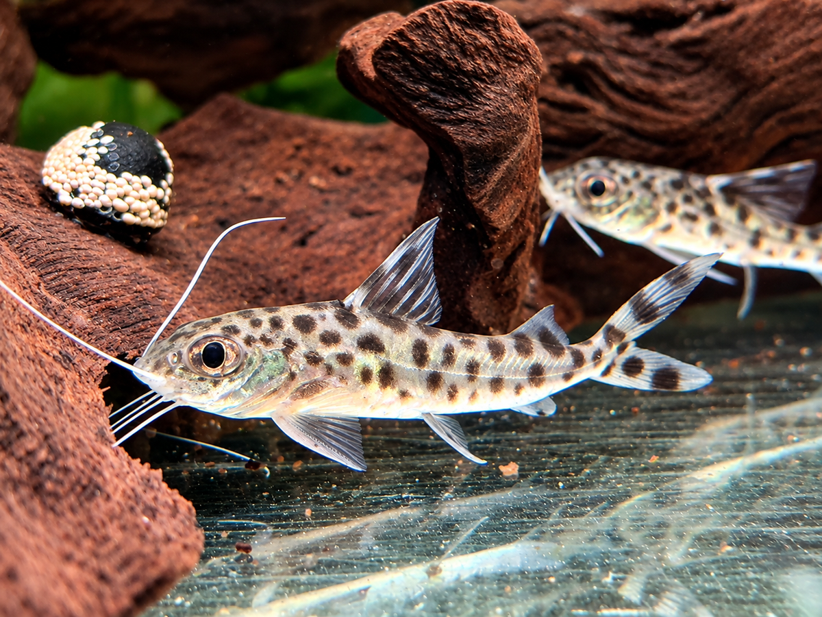 Engelsantennenwels Pimelodus pictus