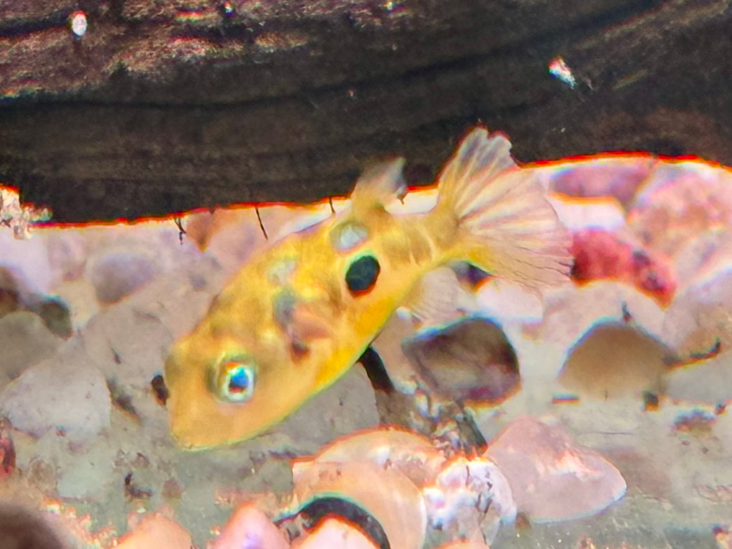 Erbsenkugelfisch Carinotetraodon travancoricus