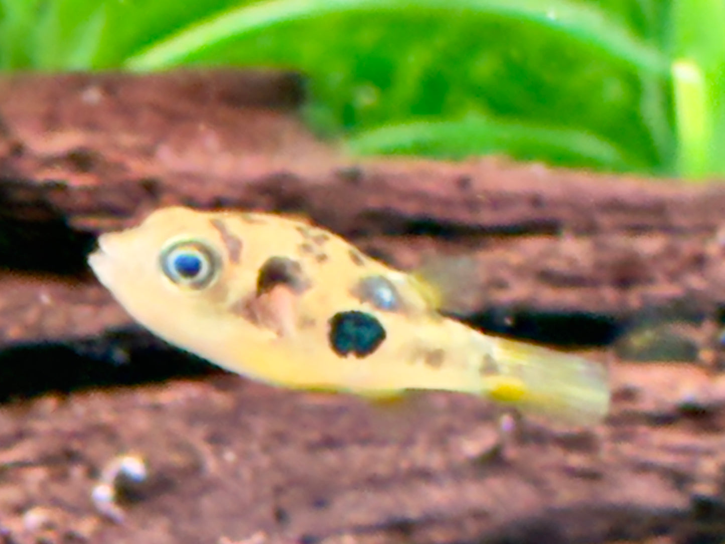 Erbsenkugelfisch Carinotetraodon travancoricus