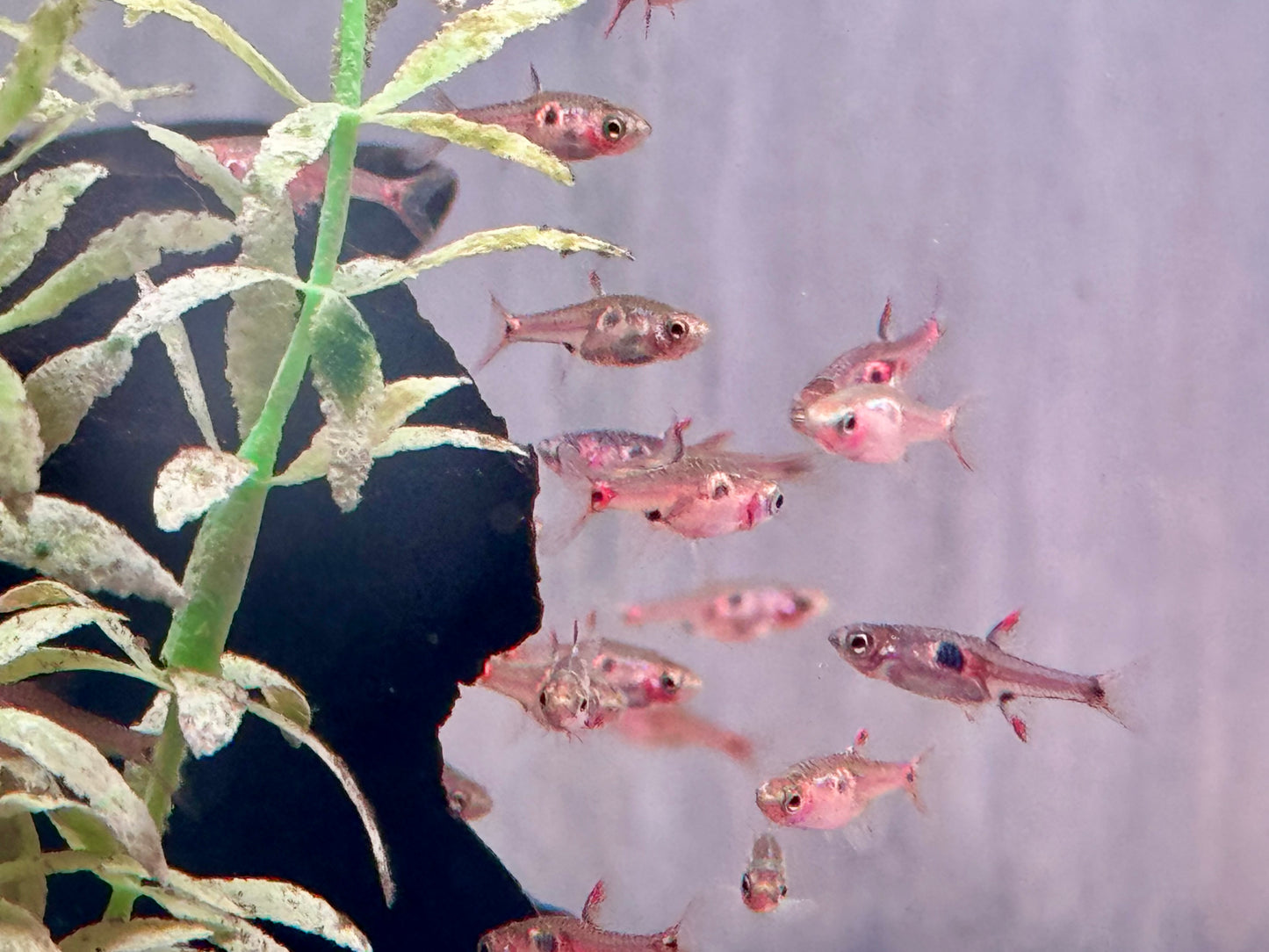 Erdbeer Zwergbärbling Boraras naevus