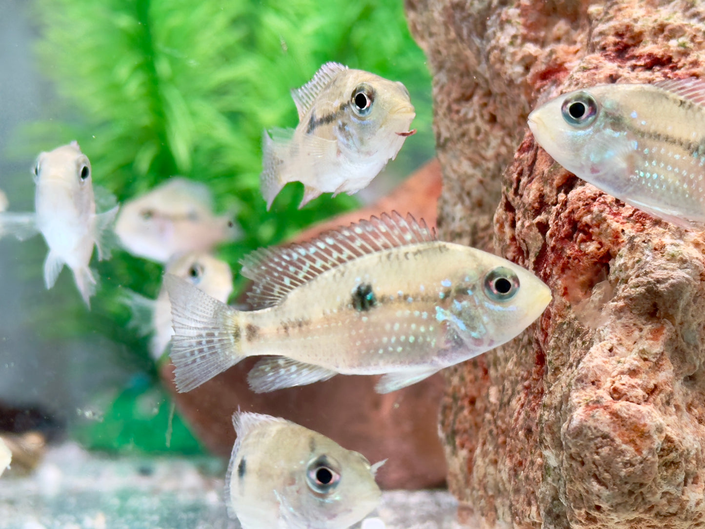 Perlmutt Erdfresser Geophagus brasiliensis