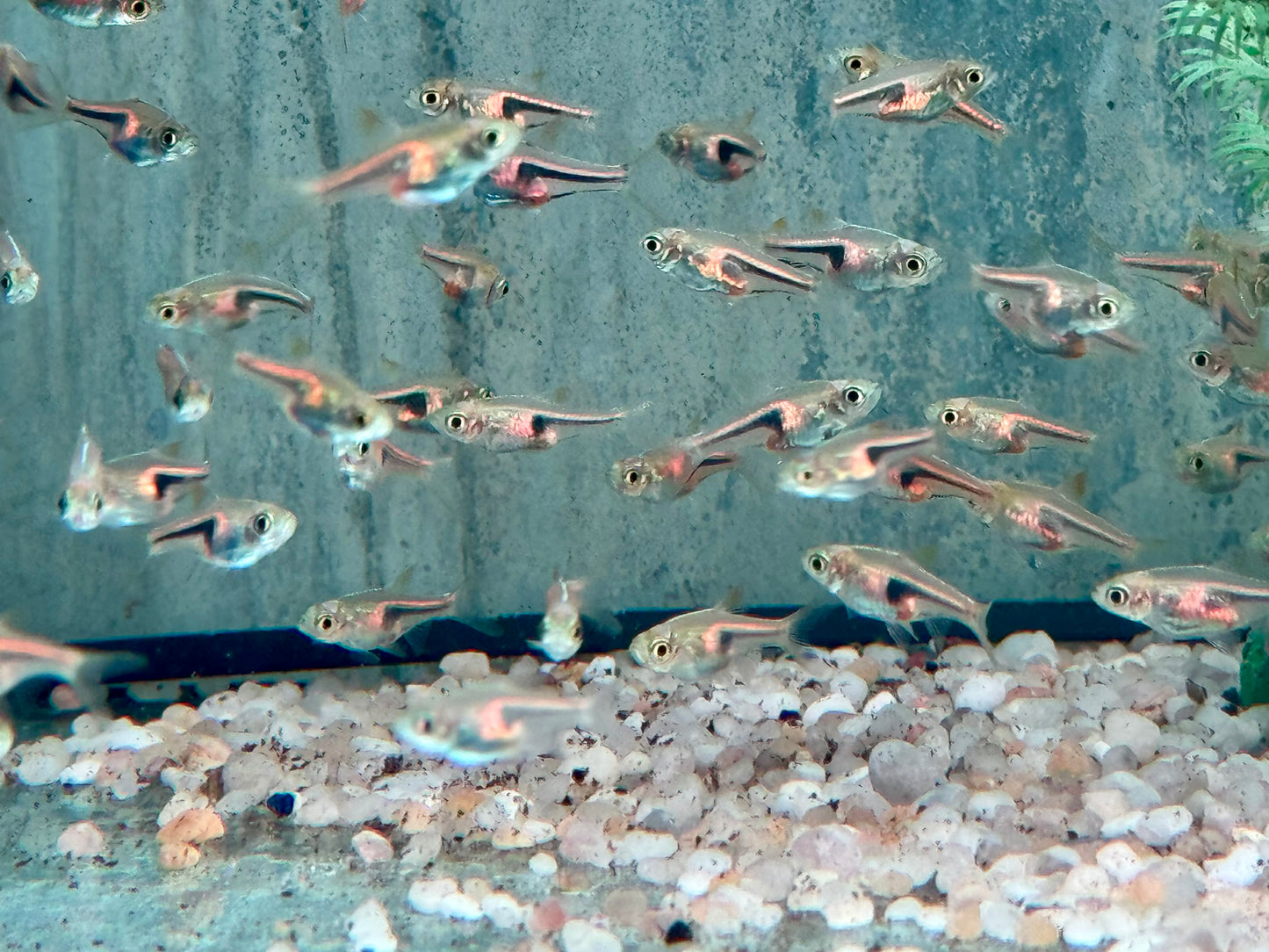 Espes Keilfleckbärbling Trigonostigma I Rasbora espei 1,5-2 cm