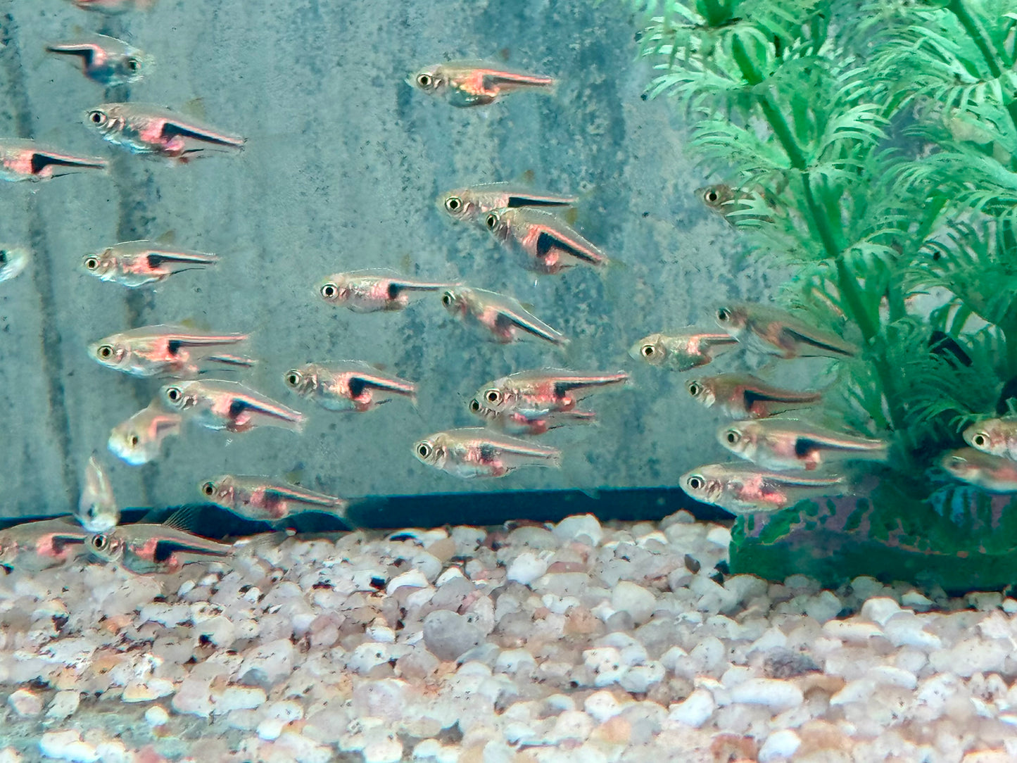 Espes Keilfleckbärbling Trigonostigma I Rasbora espei 1,5-2 cm