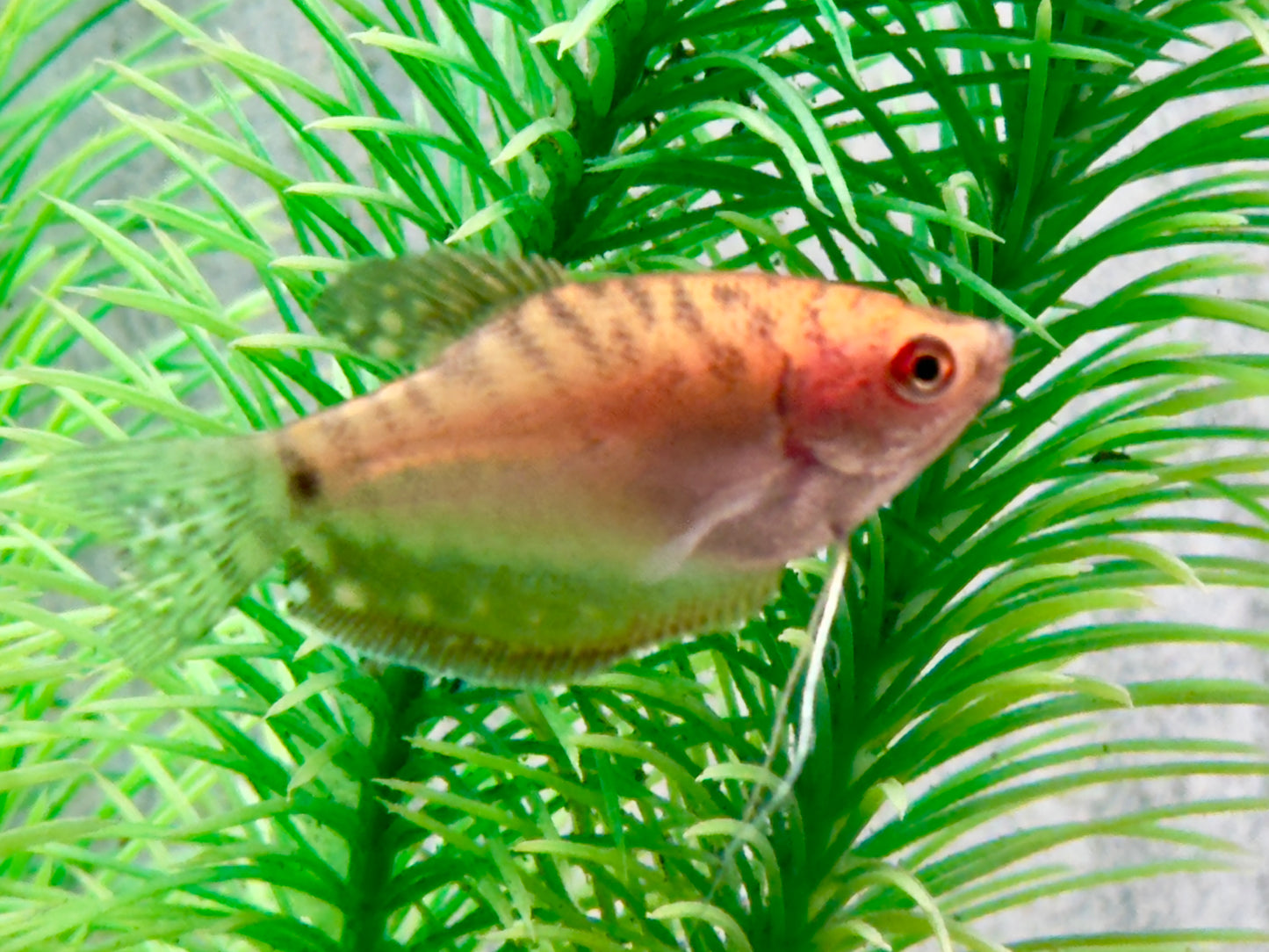 Fadenfisch gold Trichogaster trichopterus