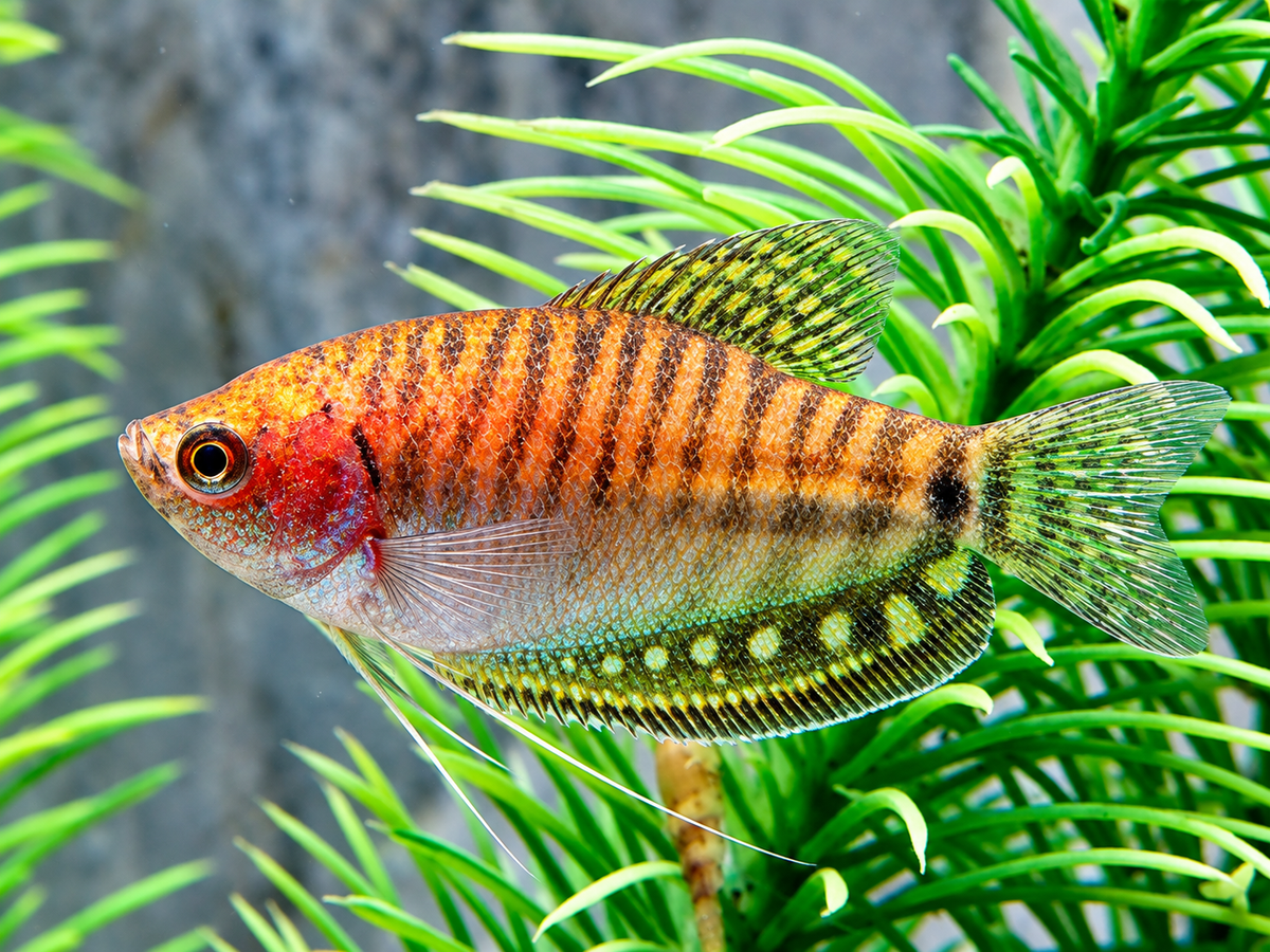 Fadenfisch gold Trichogaster trichopterus