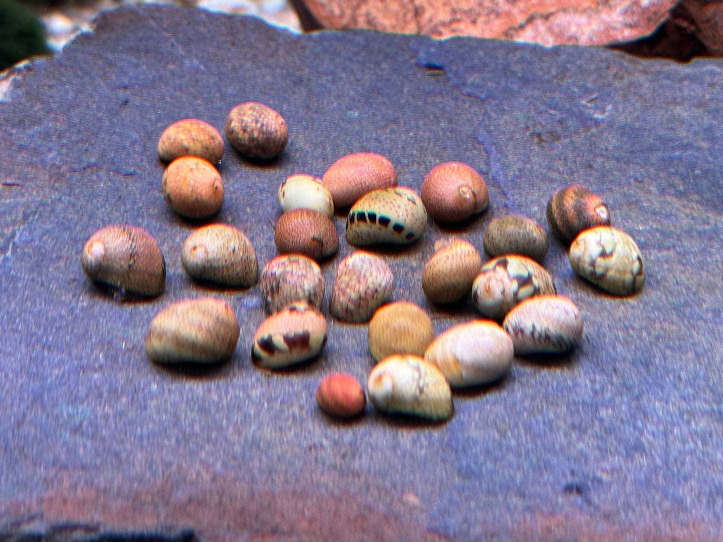 Fancy Geweihschnecke Clithon sowerbianum