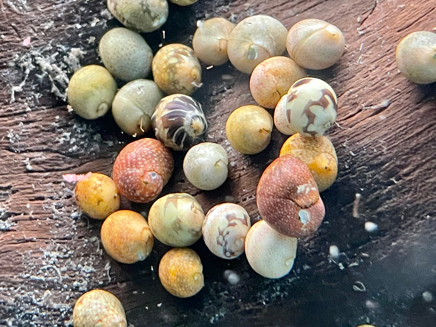 Fancy Geweihschnecke Clithon sowerbianum
