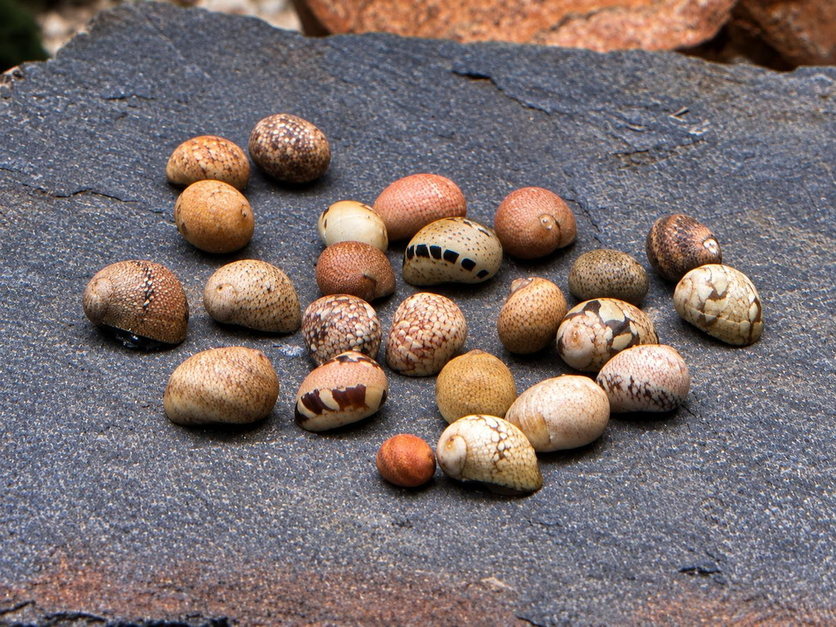 Fancy Geweihschnecke Clithon sowerbianum
