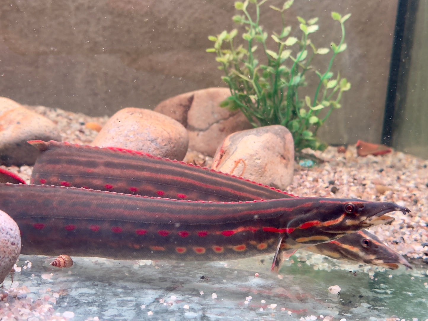 Feuerstachelaal Mastacembelus erythrotaenia 24-28 cm