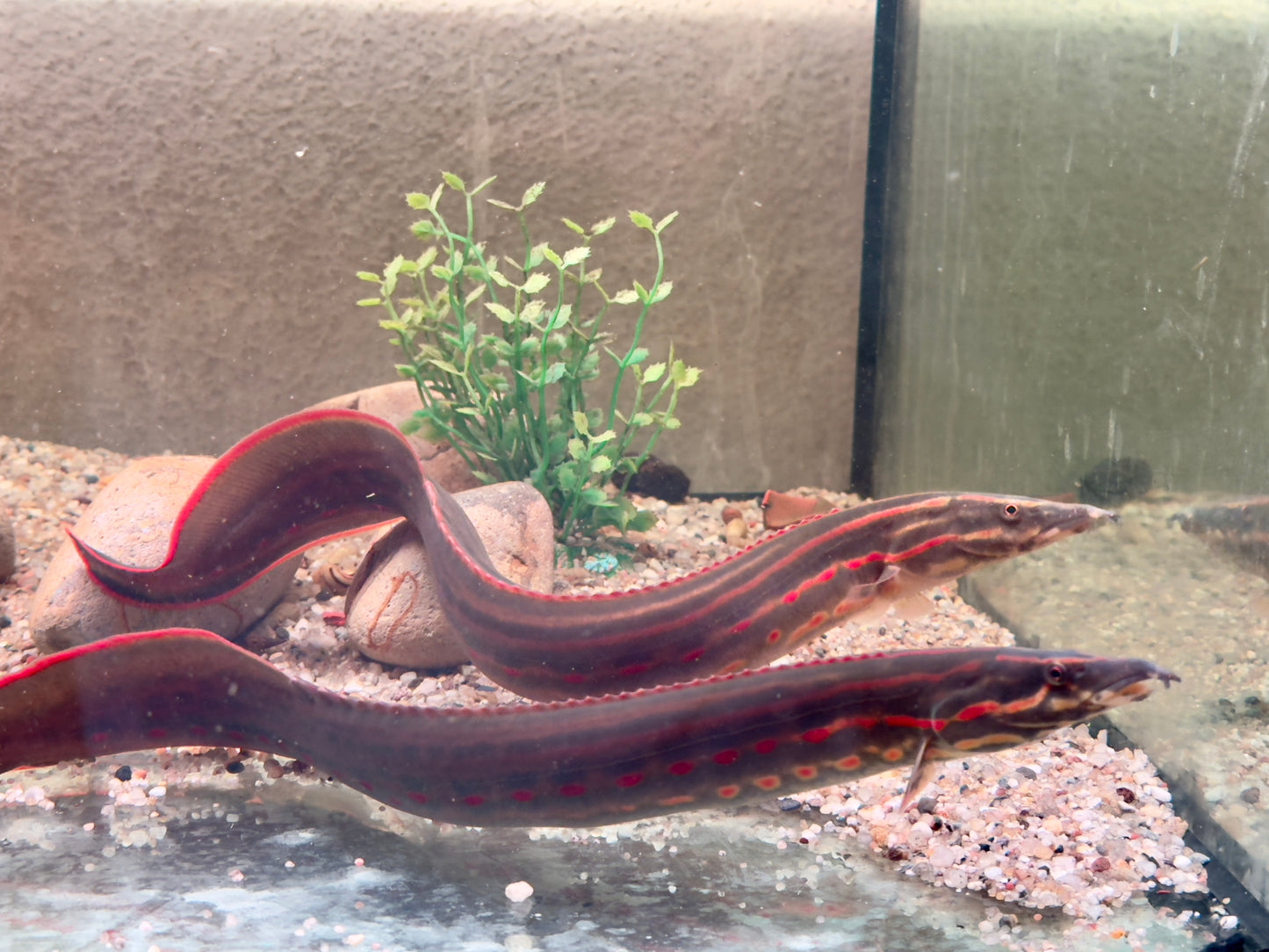 Feuerstachelaal Mastacembelus erythrotaenia 24-28 cm