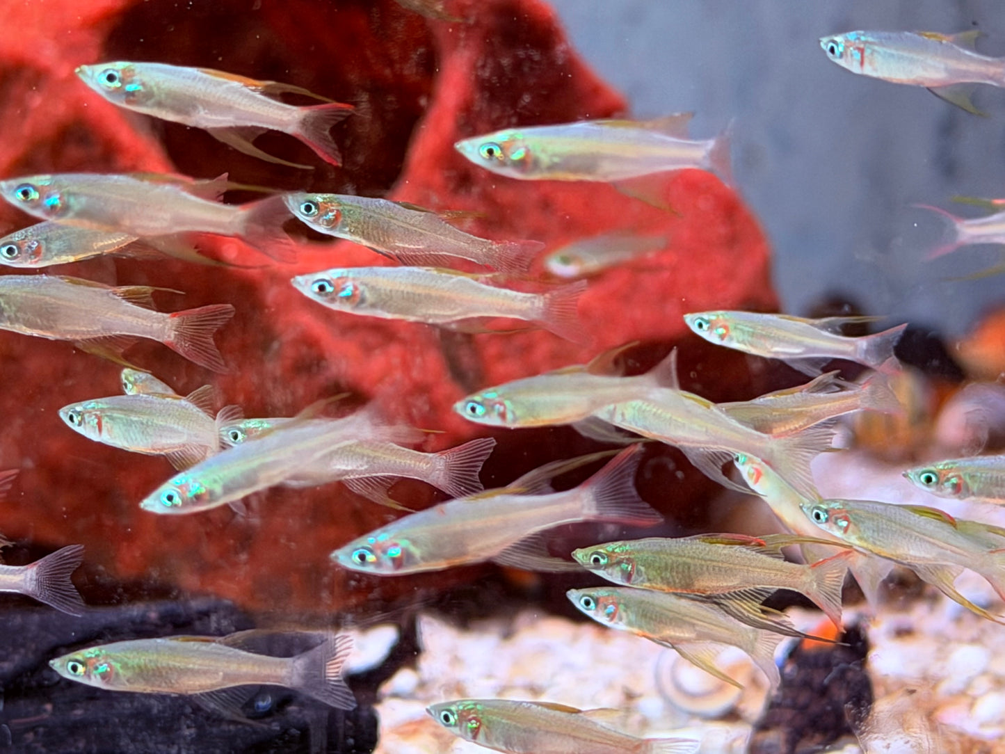 Filigran Regenbogenfisch Iriatherina werneri