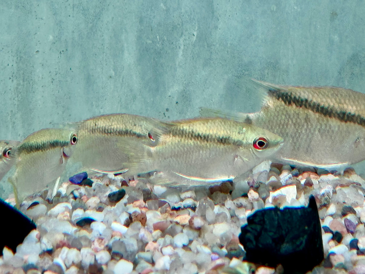 Flaggenbuntbarsch Mesonauta festivus 4-5 cm