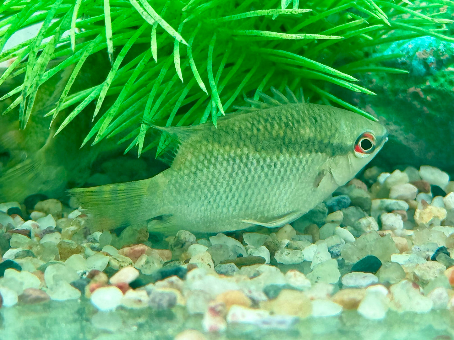 Flaggenbuntbarsch Mesonauta festivus 4-5 cm
