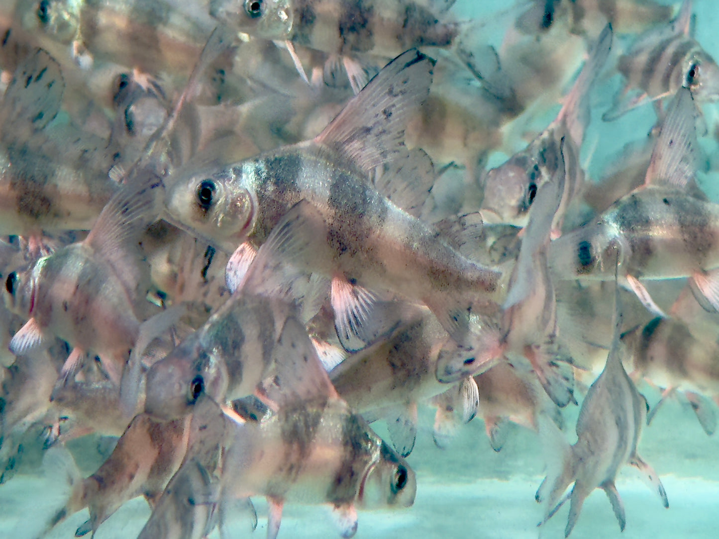 Fledermausfisch I Wimpelkarpfen Myxocyprinus asiaticus