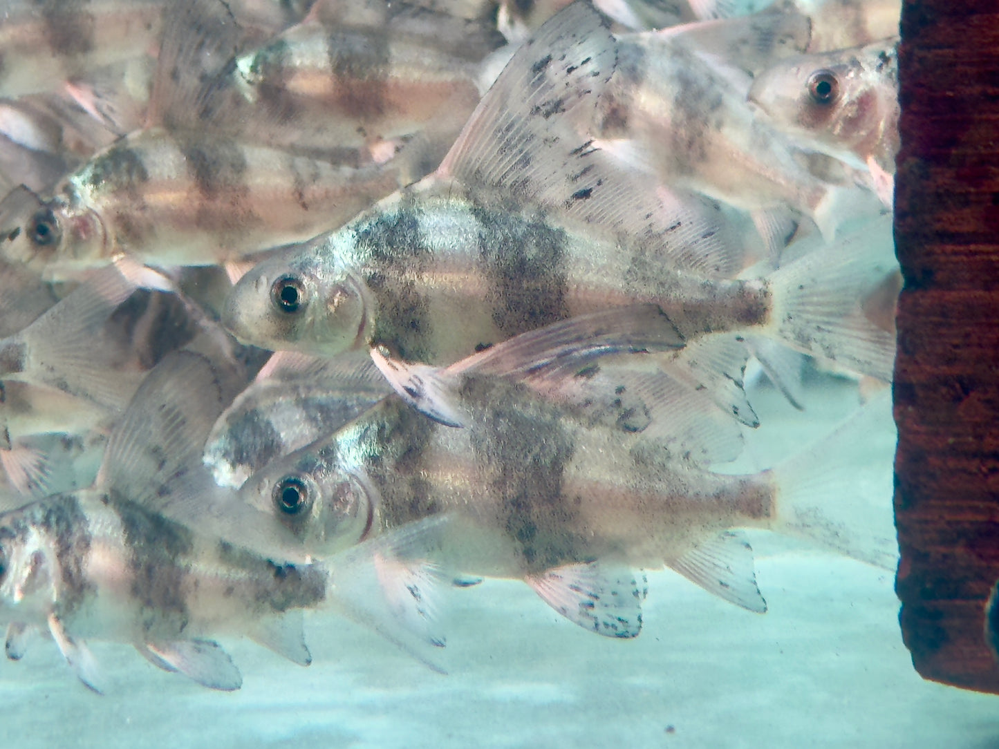 Fledermausfisch I Wimpelkarpfen Myxocyprinus asiaticus