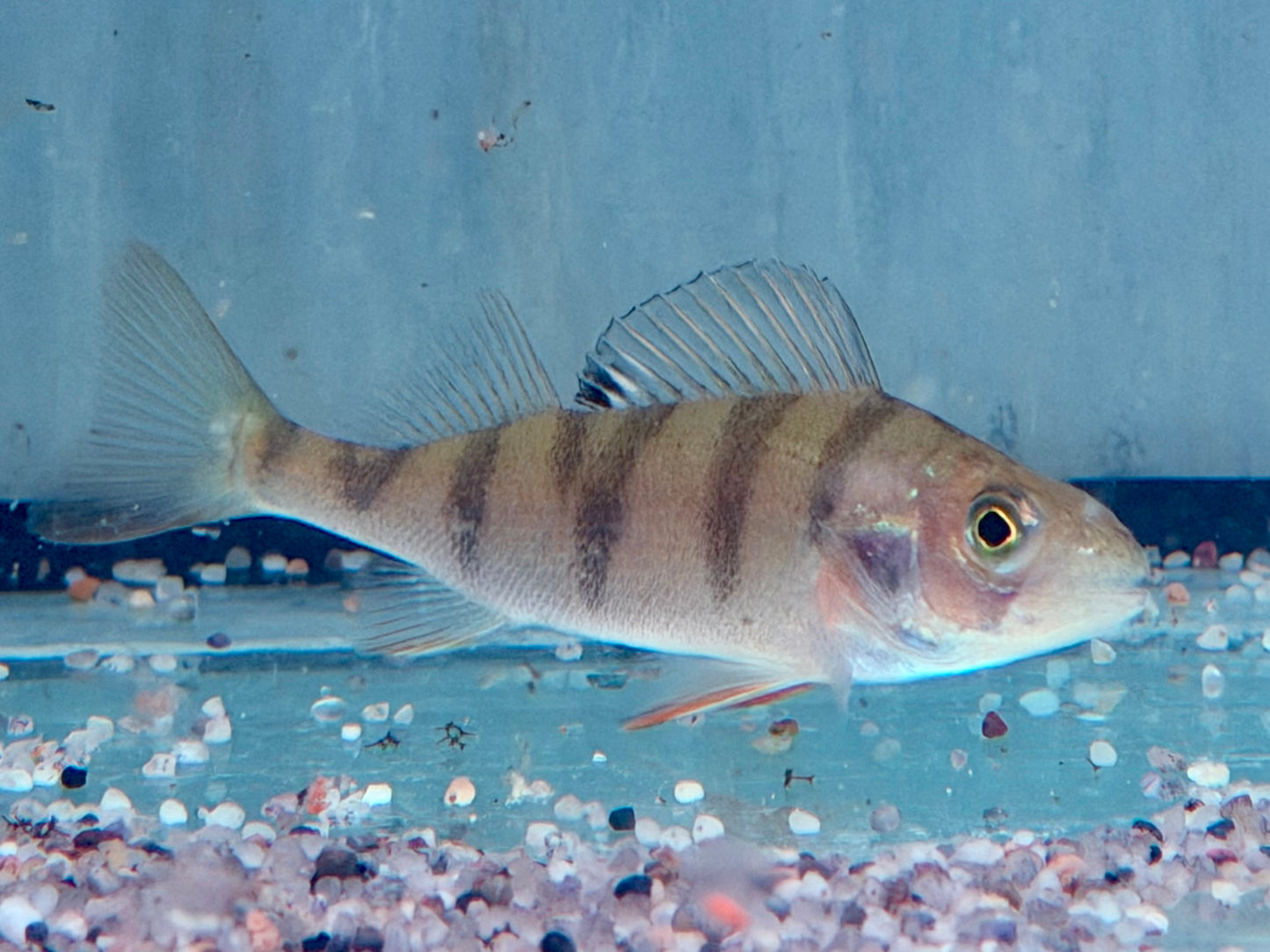 Flussbarsch Perca fluviatilis 7-10 cm
