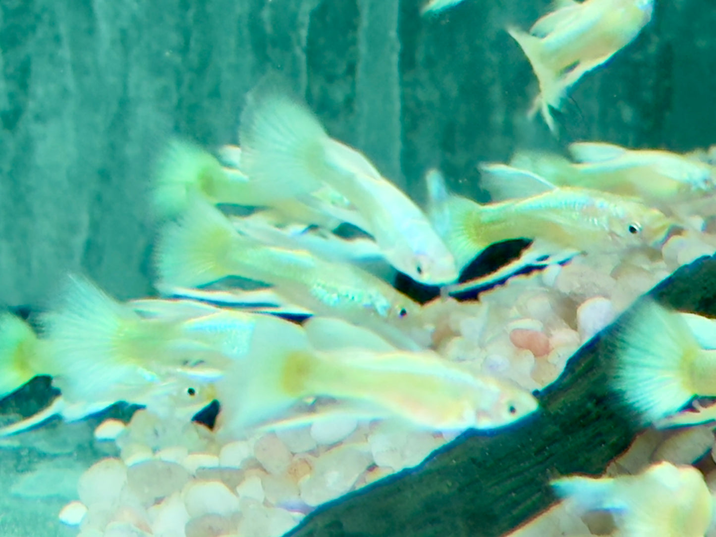Full Golden Ribbon Guppy Poecilia reticulata Männchen