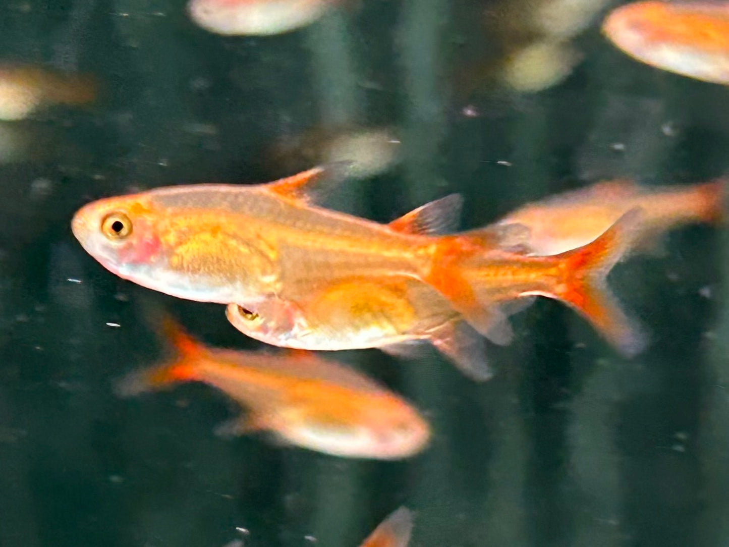 Funkensalmler / Feuertetra Hyphessobrycon amandae