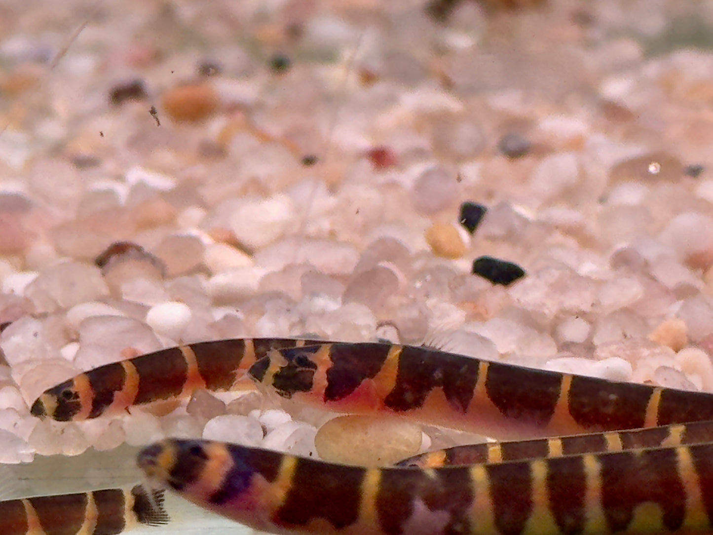 Geflecktes Dornauge Pangio Acanthophthalmus kuhli