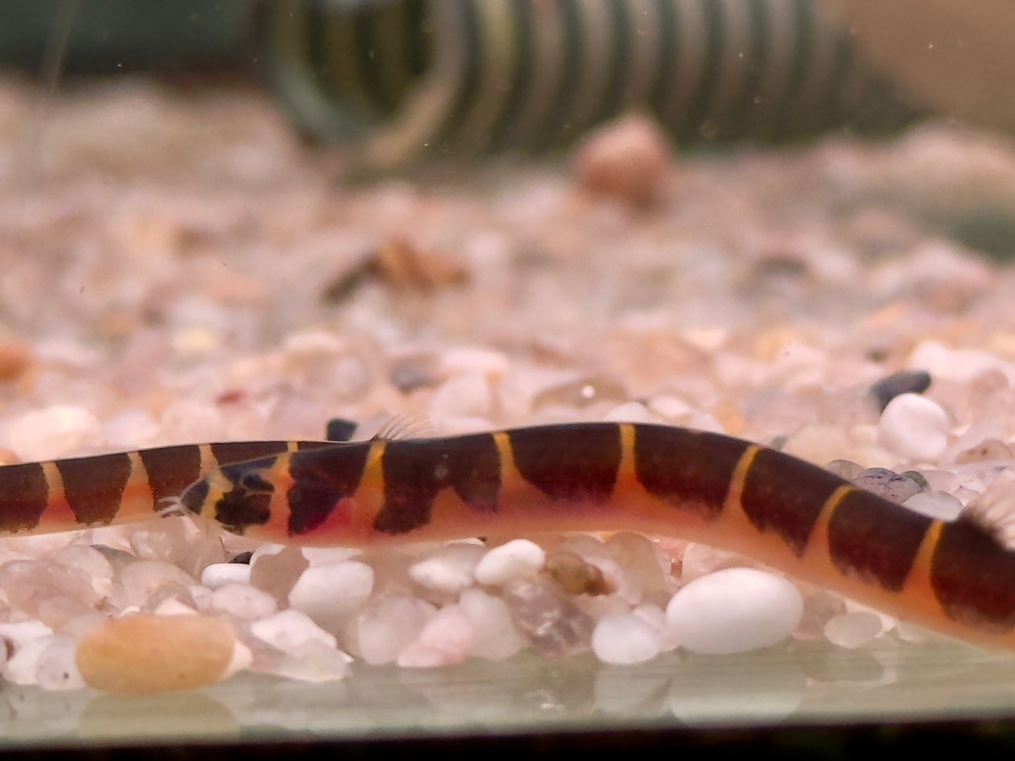 Geflecktes Dornauge Pangio Acanthophthalmus kuhli