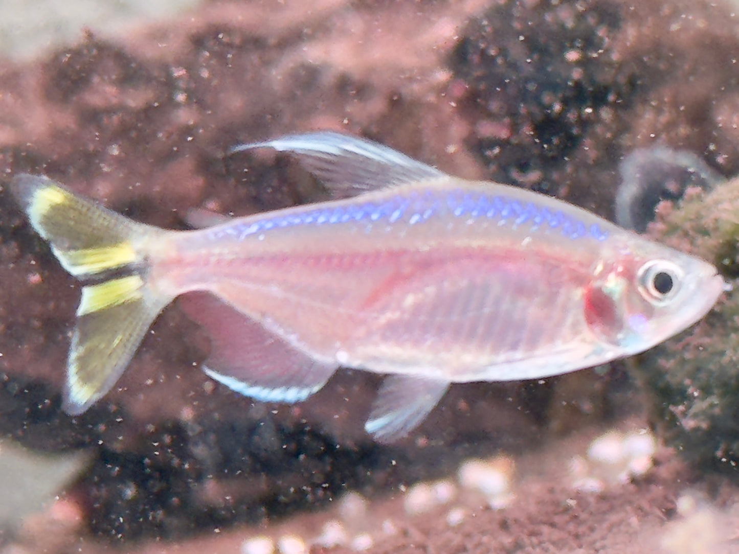Gelber Kongosalmler Alestopetersius Hemigrammopetersius caudalis