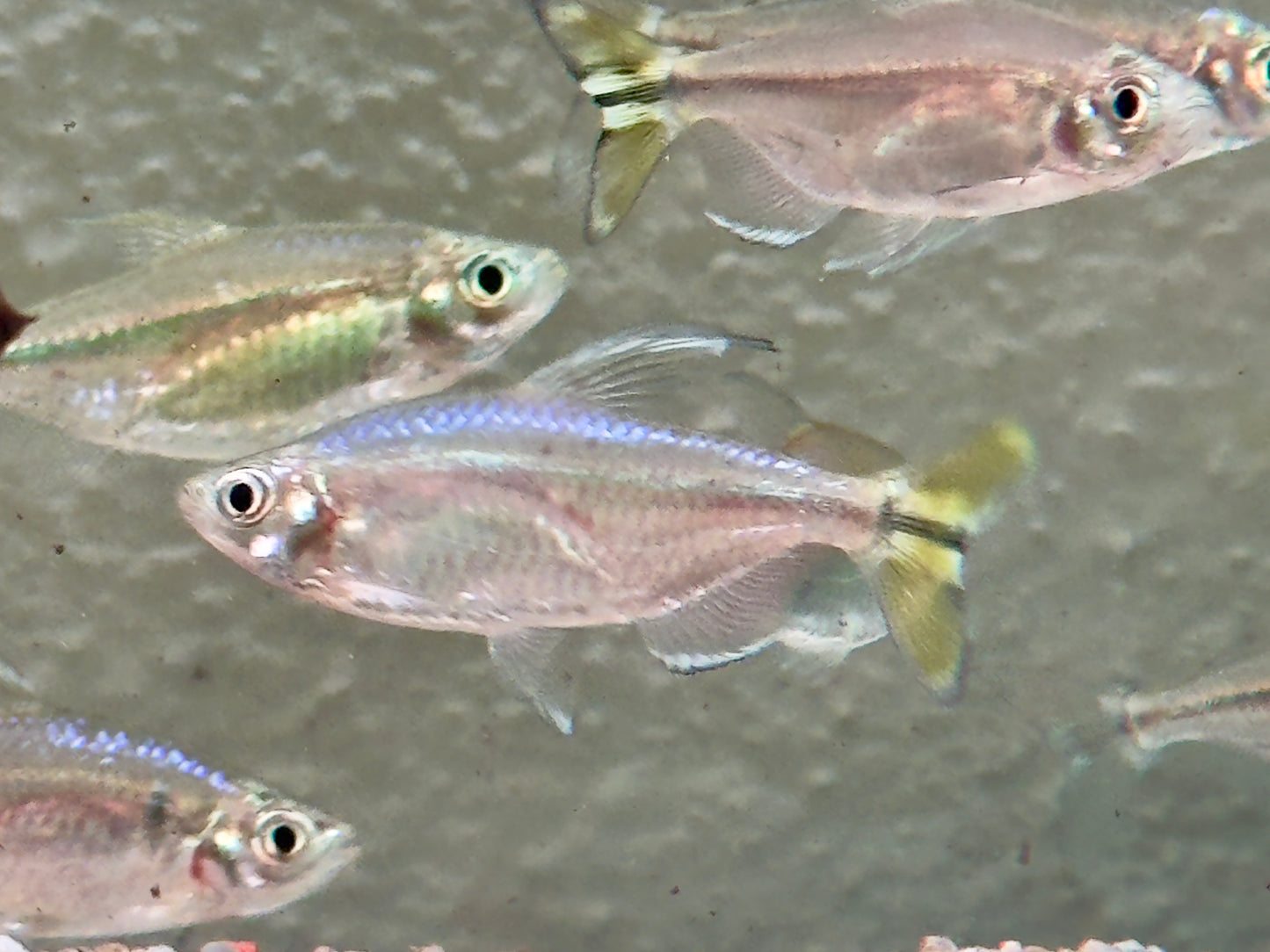 Gelber Kongosalmler Alestopetersius Hemigrammopetersius caudalis