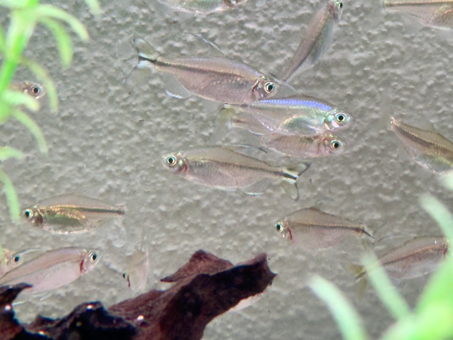 Gelber Kongosalmler Alestopetersius Hemigrammopetersius caudalis