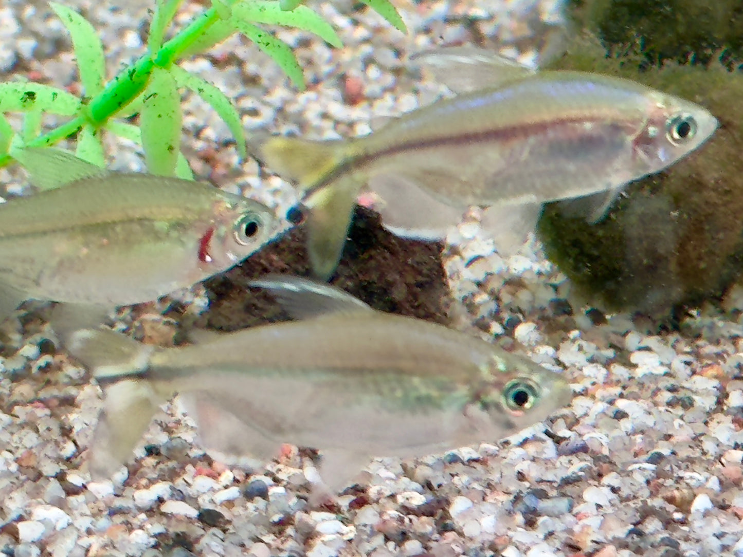 Gelber Kongosalmler Alestopetersius Hemigrammopetersius caudalis