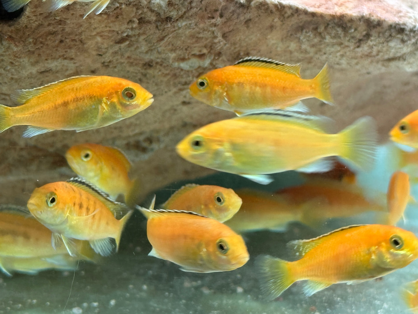 Yellow Gelber Malawibuntbarsch Labidochromis caeruleus